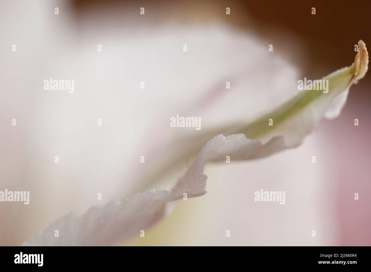 Frammento di fiore di Alstroemeria, macro shot, focus locale Foto Stock