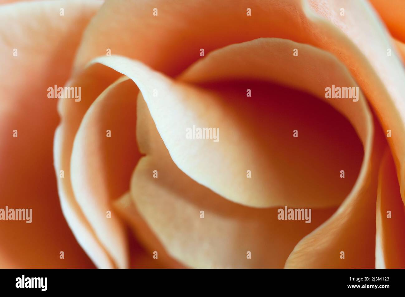 Frammento di fiore di rosa, macro shot, focus locale Foto Stock