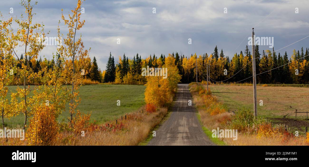 Strada di campagna con campi e colori autunnali e linee elettriche, vista andando verso ovest sull'autostrada 16 verso Smithers, BC, Canada; British Columbia, Canada Foto Stock