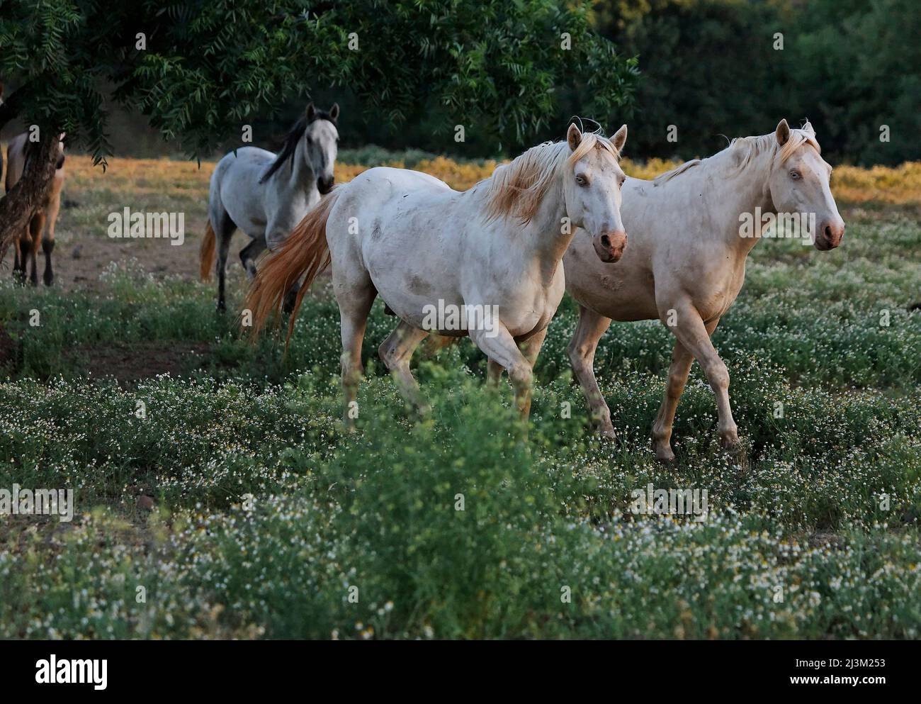 Stallone di Mustang nel Santuario del Cavallo selvaggio, California, Stati Uniti; Shingleton, California, Stati Uniti d'America Foto Stock
