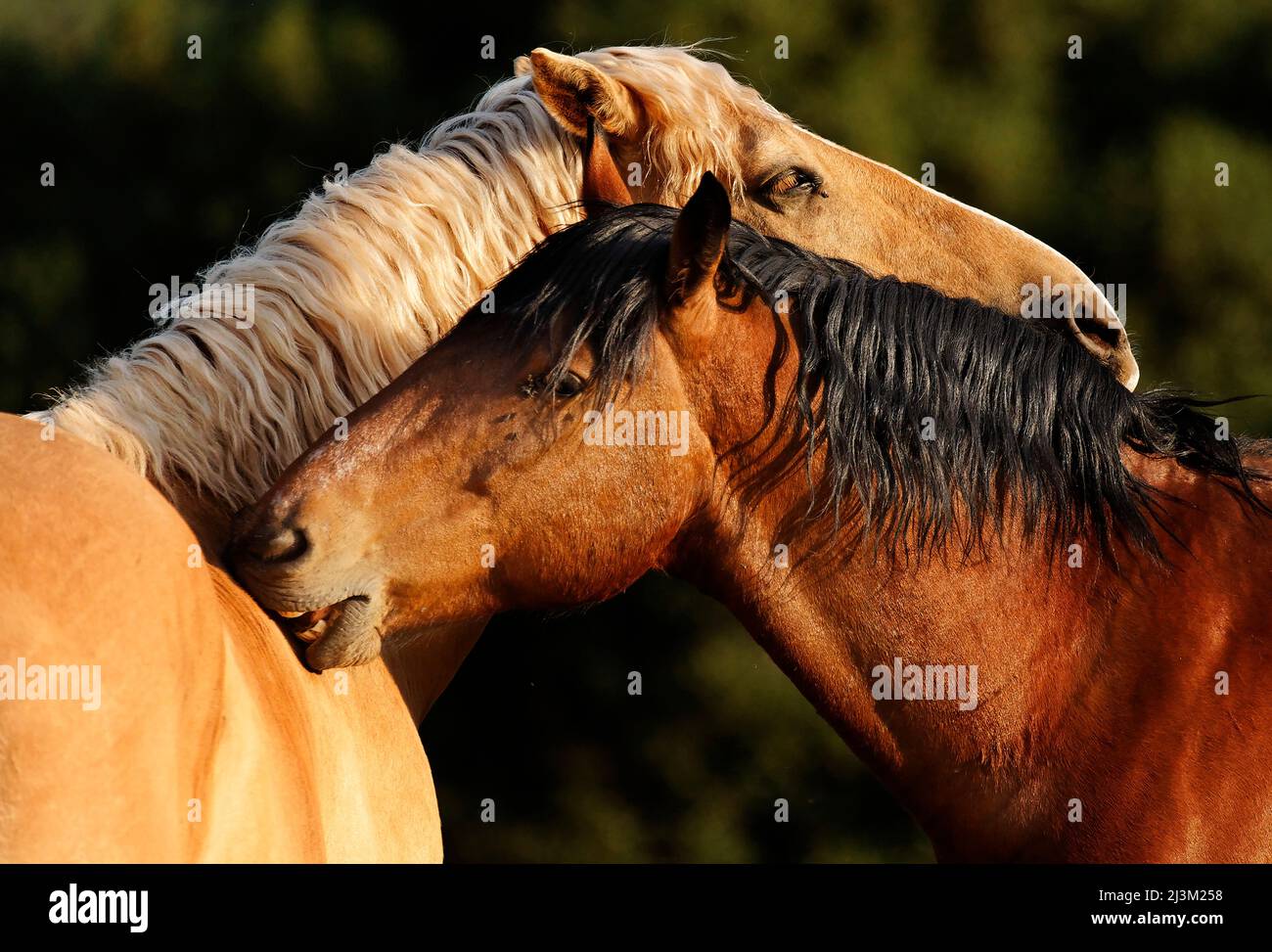 Due mustangs si sposano, un comportamento comune tra i cavalli selvatici; Shingletown, California, Stati Uniti d'America Foto Stock