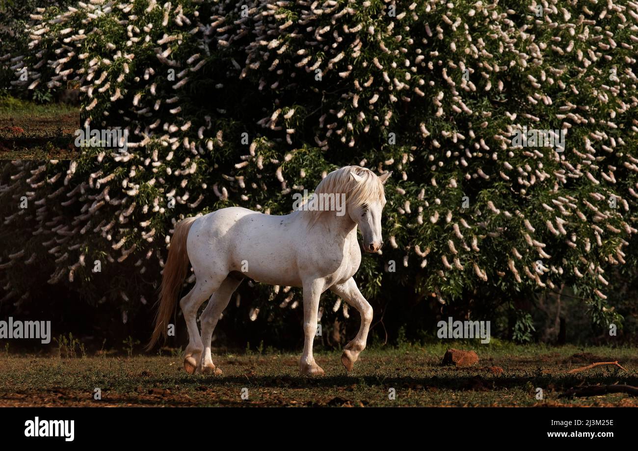 Stallone di Mustang nel Santuario del Cavallo selvaggio, California, Stati Uniti; Shingleton, California, Stati Uniti d'America Foto Stock
