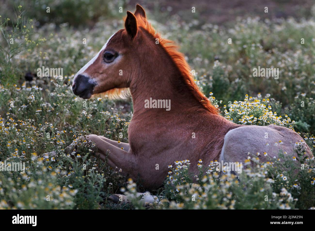 Il nemico protetto riposa in un letto di fiori di camomilla presso un Wild Horse Sanctuary; Shingletown, California, Stati Uniti d'America Foto Stock