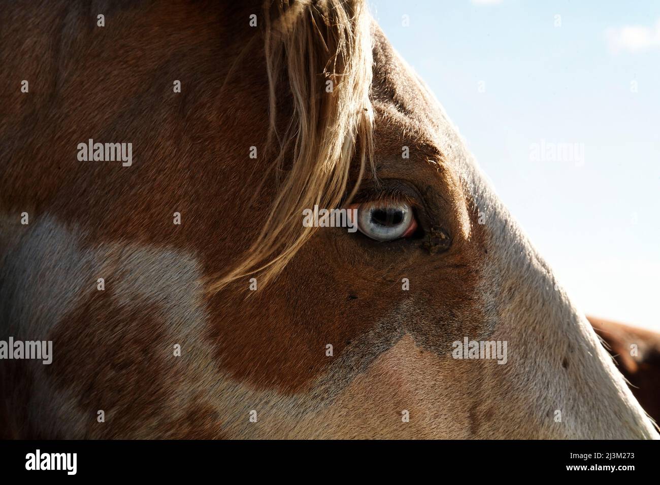 Primo piano di un mostang selvatico con un occhio blu in un centro di conservazione dei cavalli selvaggi; Lantry, South Dakota, Stati Uniti d'America Foto Stock