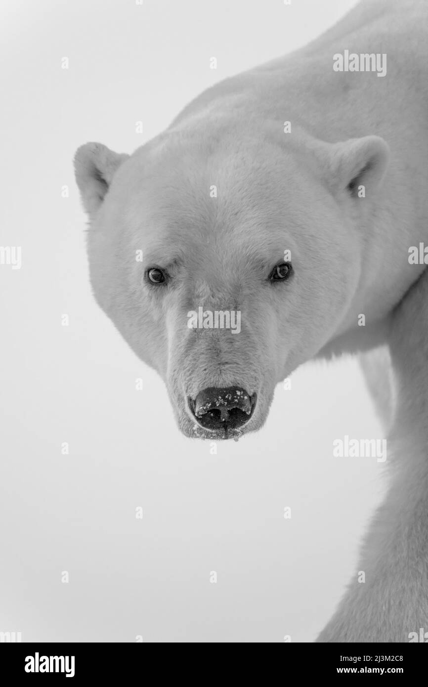 Primo piano in bianco e nero di un orso polare (Ursus maritimus) che guarda la macchina fotografica; Arviat, Nunavut, Canada Foto Stock