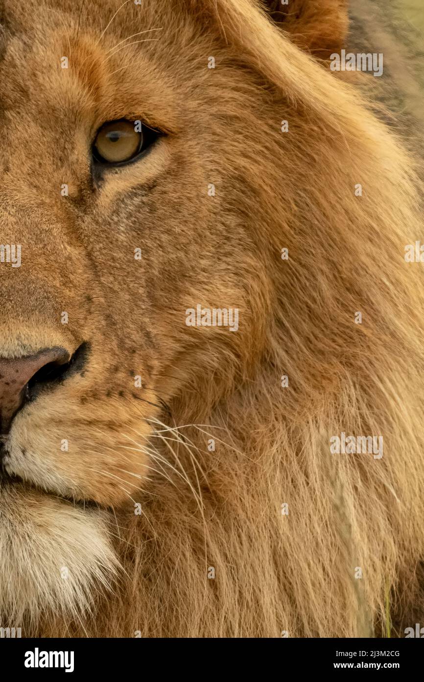 Primo piano di metà del viso leone maschile (Panthera leo); Tanzania Foto Stock