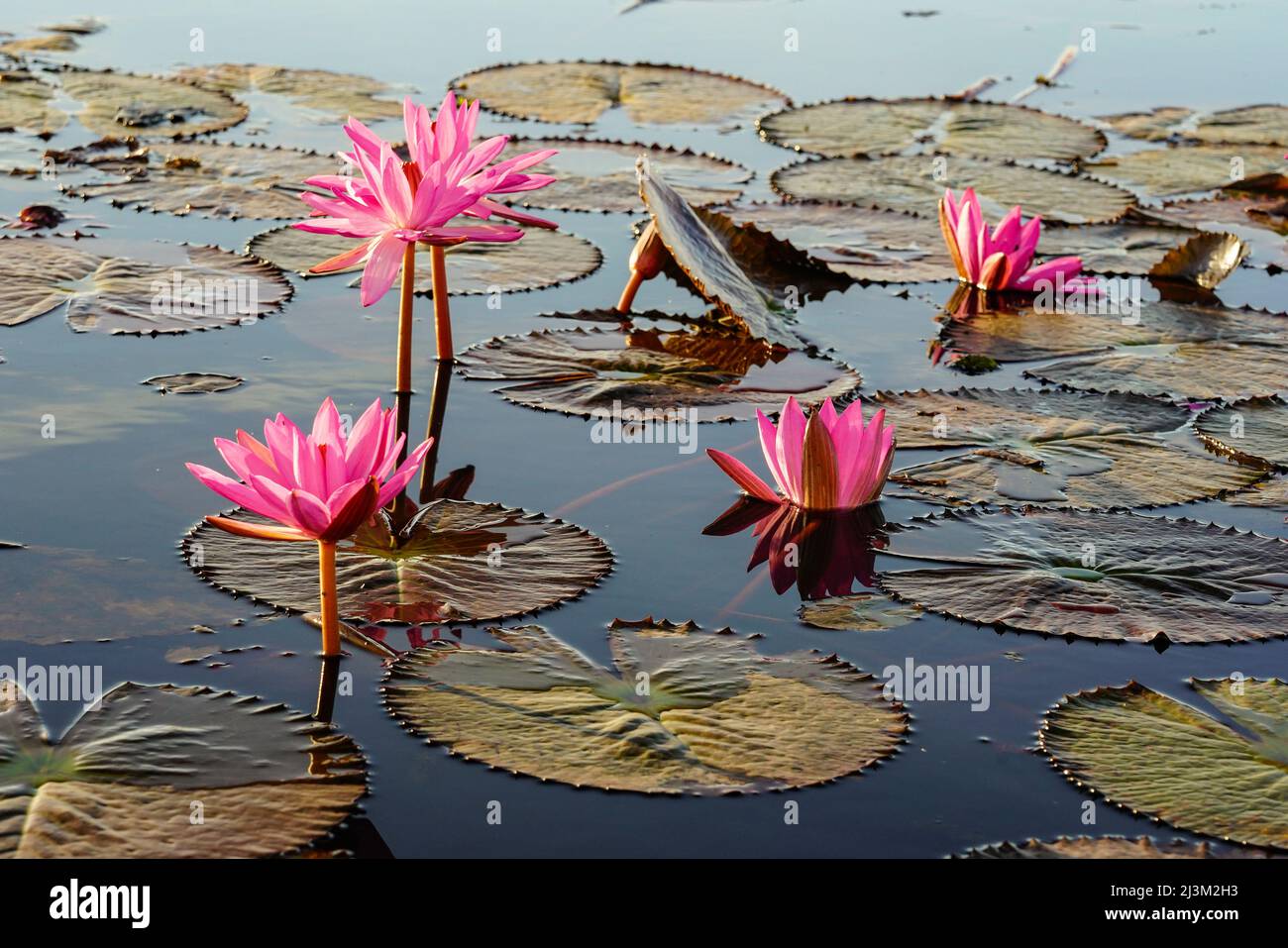 Fiori di loto in fiore (Nelumbo nucifera) sul Lago del Loto Rosso; Chiang Haeo, Thailandia Foto Stock