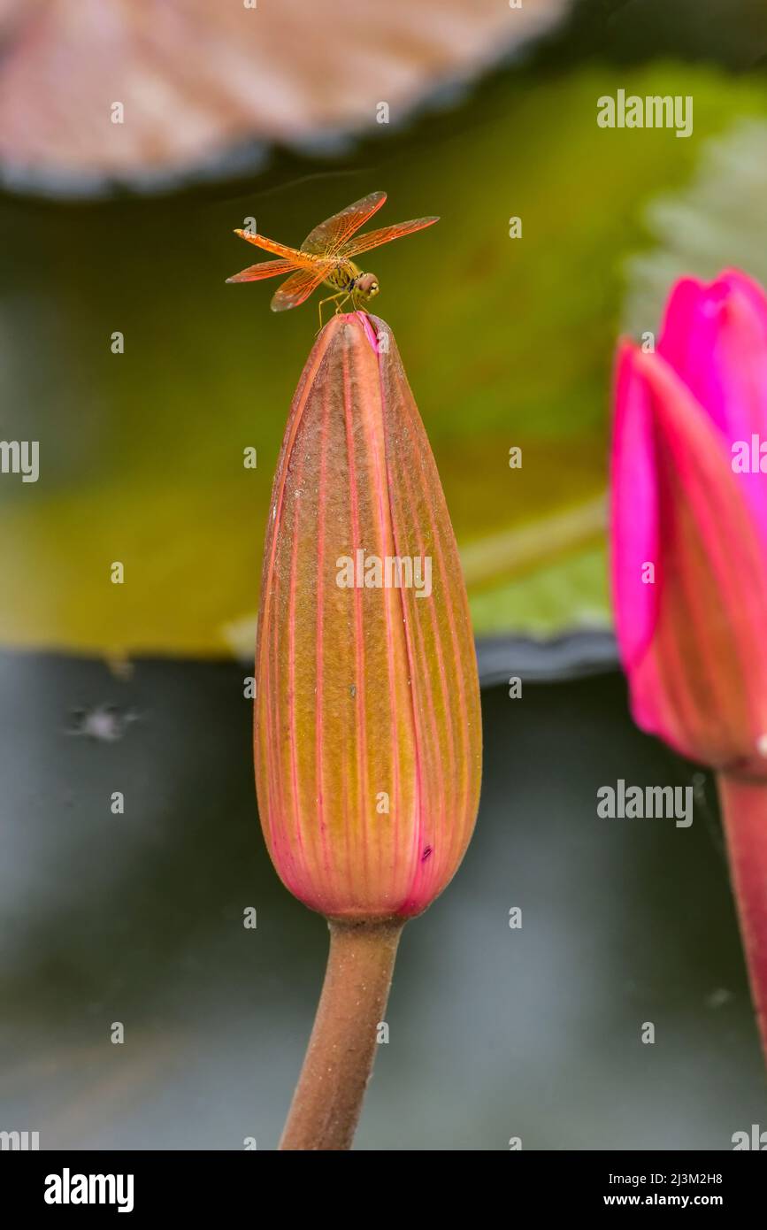 Dragonfly su fiore di loto (Nelumbo nucifera), Lago di Loto Rosso; Chiang Haeo, Thailandia Foto Stock