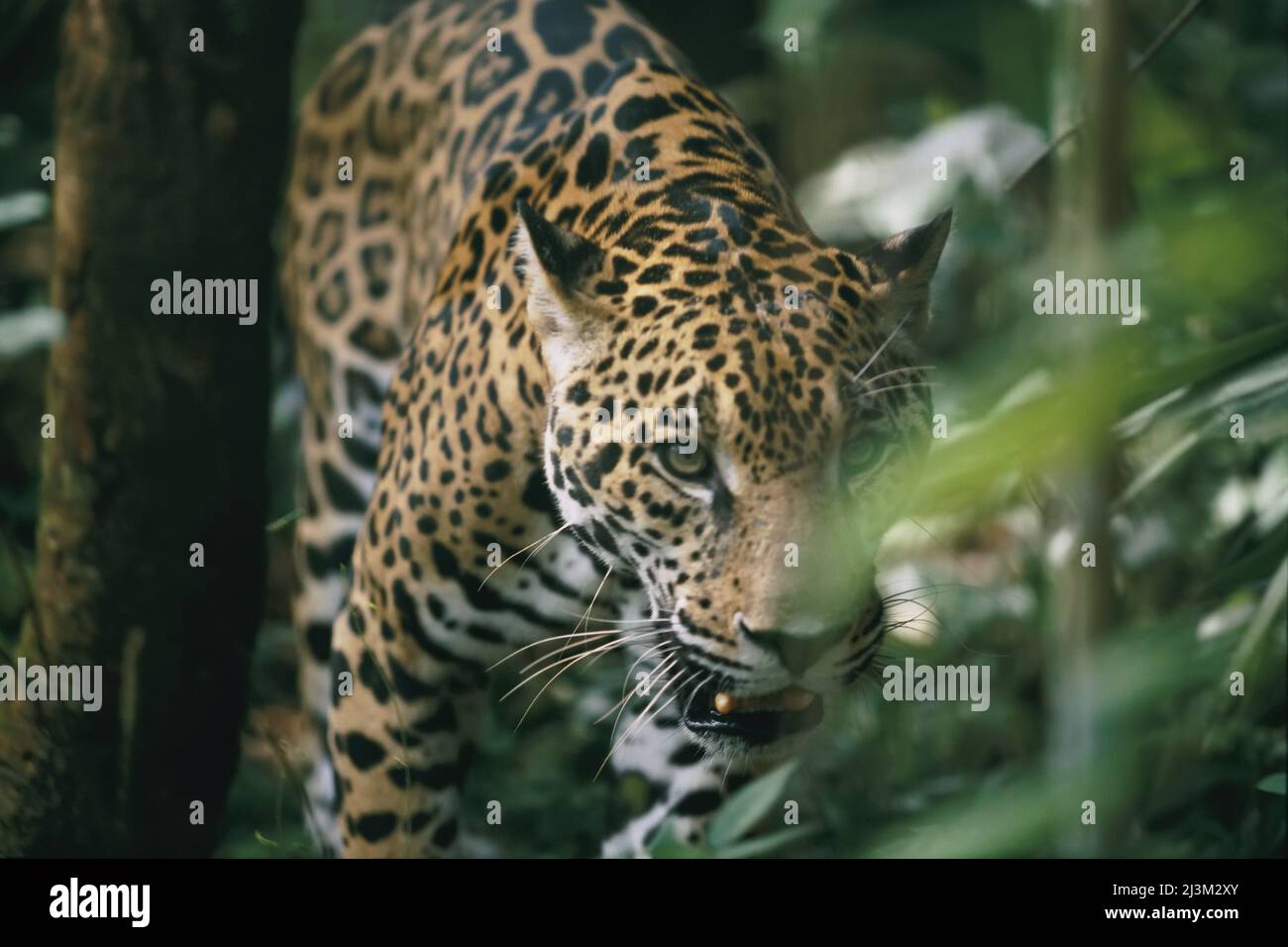Un ritratto di un leopardo prigioniero.; Belize. Foto Stock