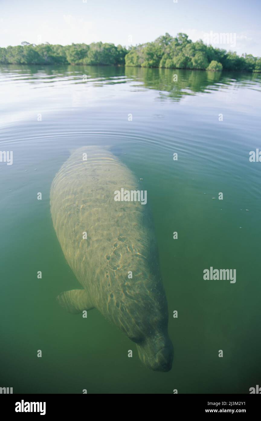 Un manatee nuota vicino alla superficie delle acque; Belize. Foto Stock
