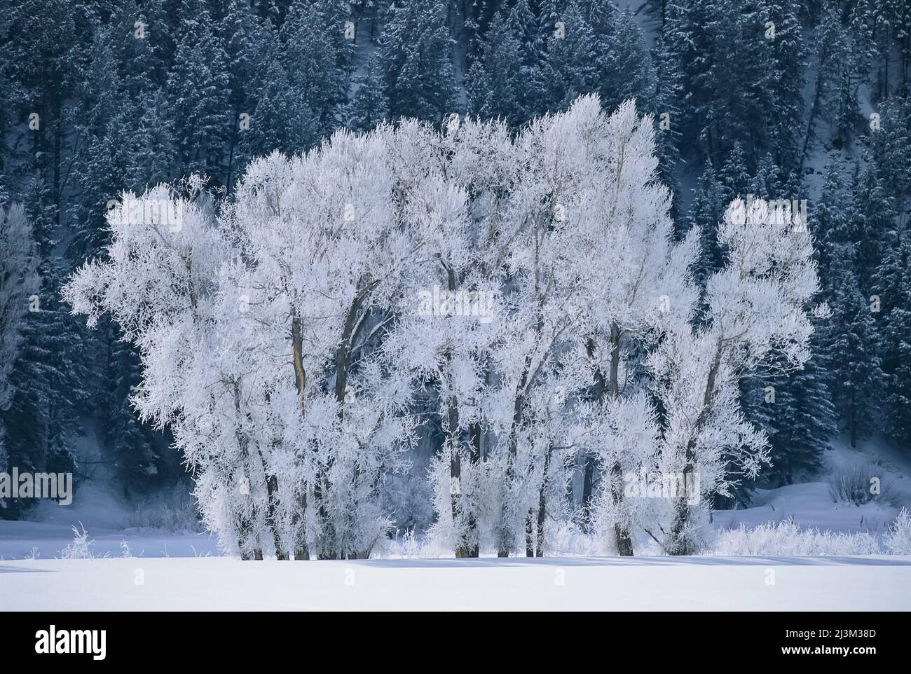 Cottonwood alberi con gelo vicino a Steamboat Springs, Colorado.; STEAMBOAT SPRINGS, COLORADO. Foto Stock