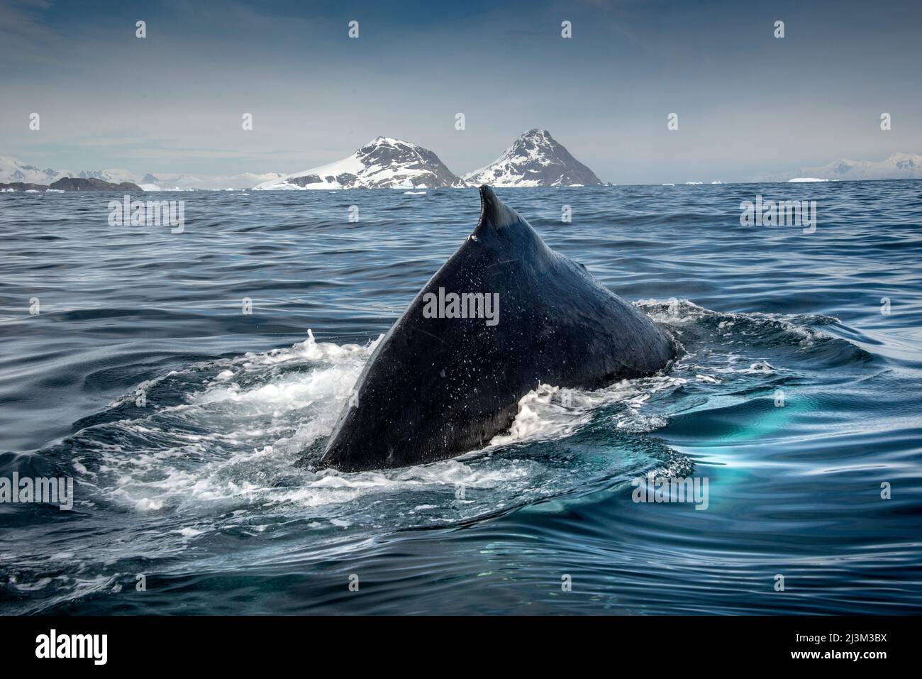 Whale humpback (Megaptera novaeangliae) diving in Cierva Cove; Antartide Foto Stock