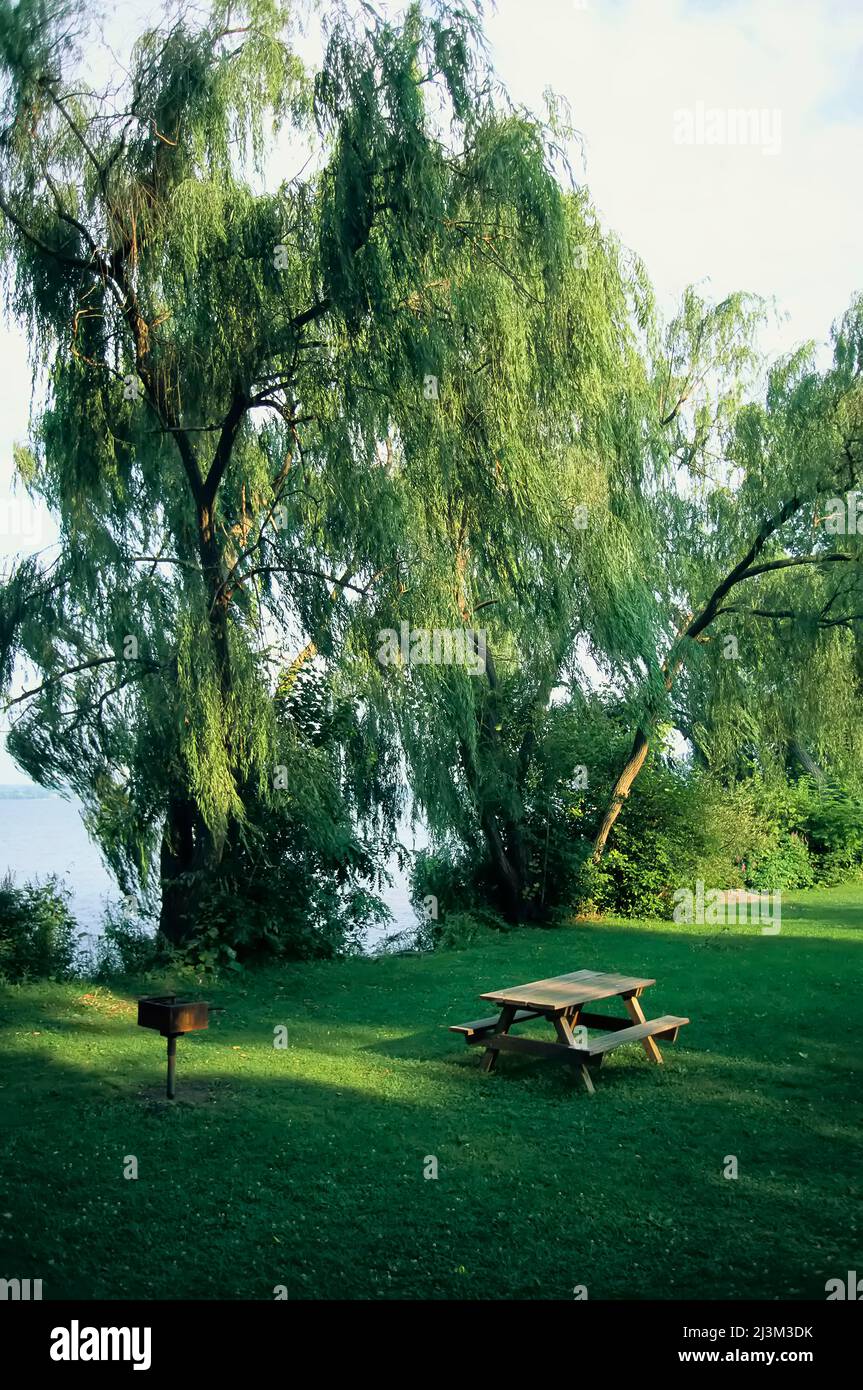 Area pic-nic sul lago di Willow nel Cayuga Lake state Park; New York, Stati Uniti d'America Foto Stock