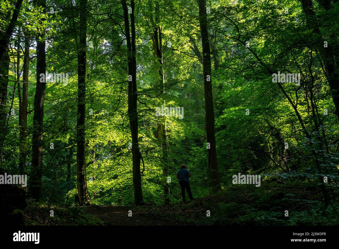 Una donna si erge da sola sul lato di un sentiero con vegetazione lussureggiante sugli alberi; Richmond, Richmondshire, Inghilterra Foto Stock