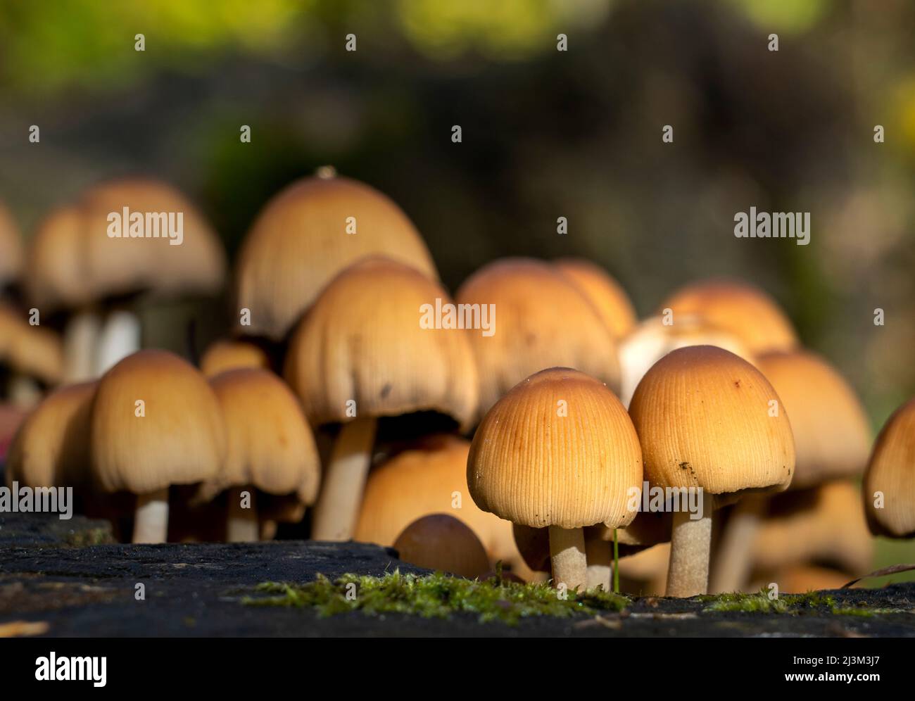 Gruppo di piccoli funghi che crescono su una superficie; Bolam, Northumberland, Inghilterra Foto Stock