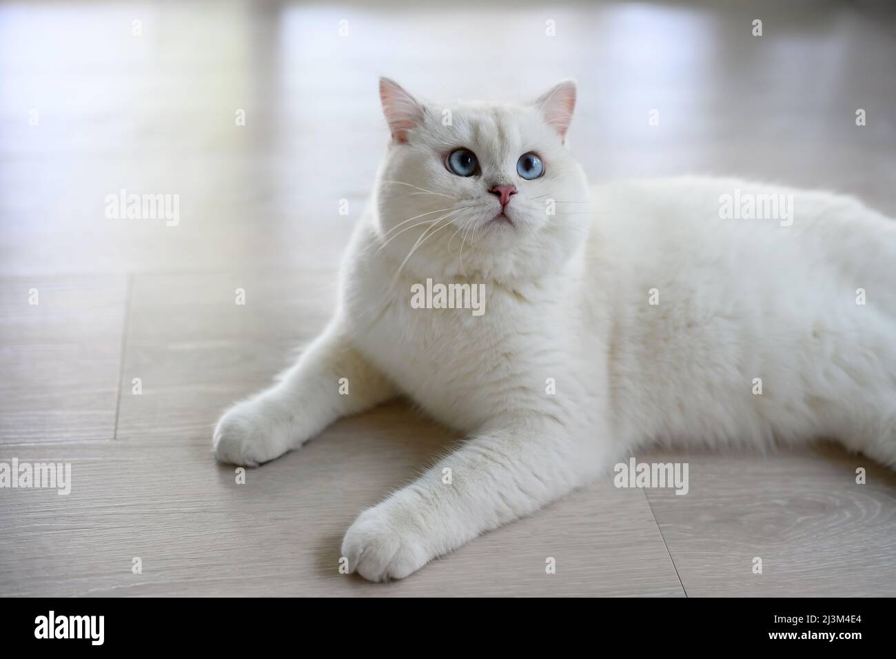 bel gatto giovane si siede in una posizione sdraiata e guarda in su. Vista dall'alto, argento British Shortair gatto, bella grande occhi blu, bianco concorso-grado Foto Stock