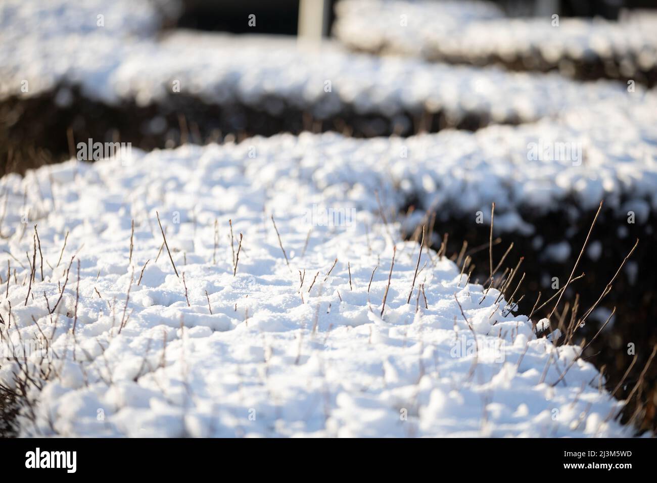 Una fitta siepe urbana coperta da uno spesso strato di neve. Foto Stock