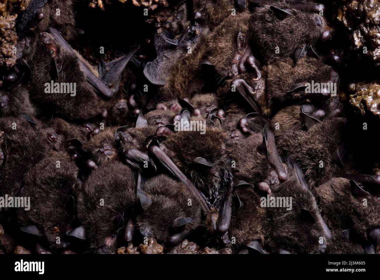 I piccoli pipistrelli ben imballati dormono sul tetto di Cueva de Villa Luz a Tabasco, Messico.; Stato di Tabasco, Messico. Foto Stock