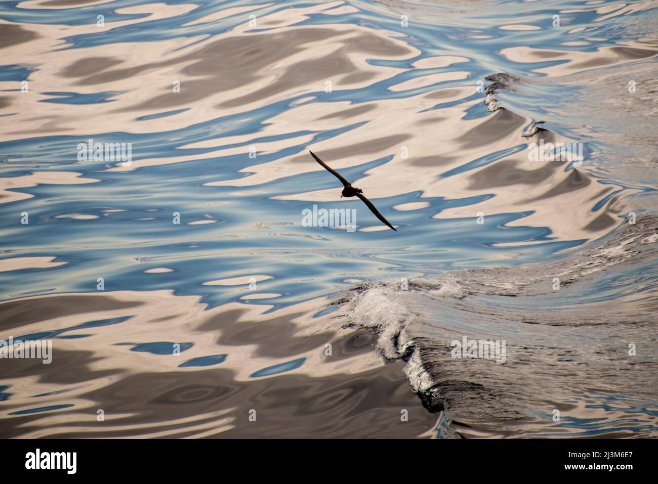 Uccello che scivola lungo le onde riflettenti nel passaggio Drake tra Antartide e Sud America; Antartide Foto Stock