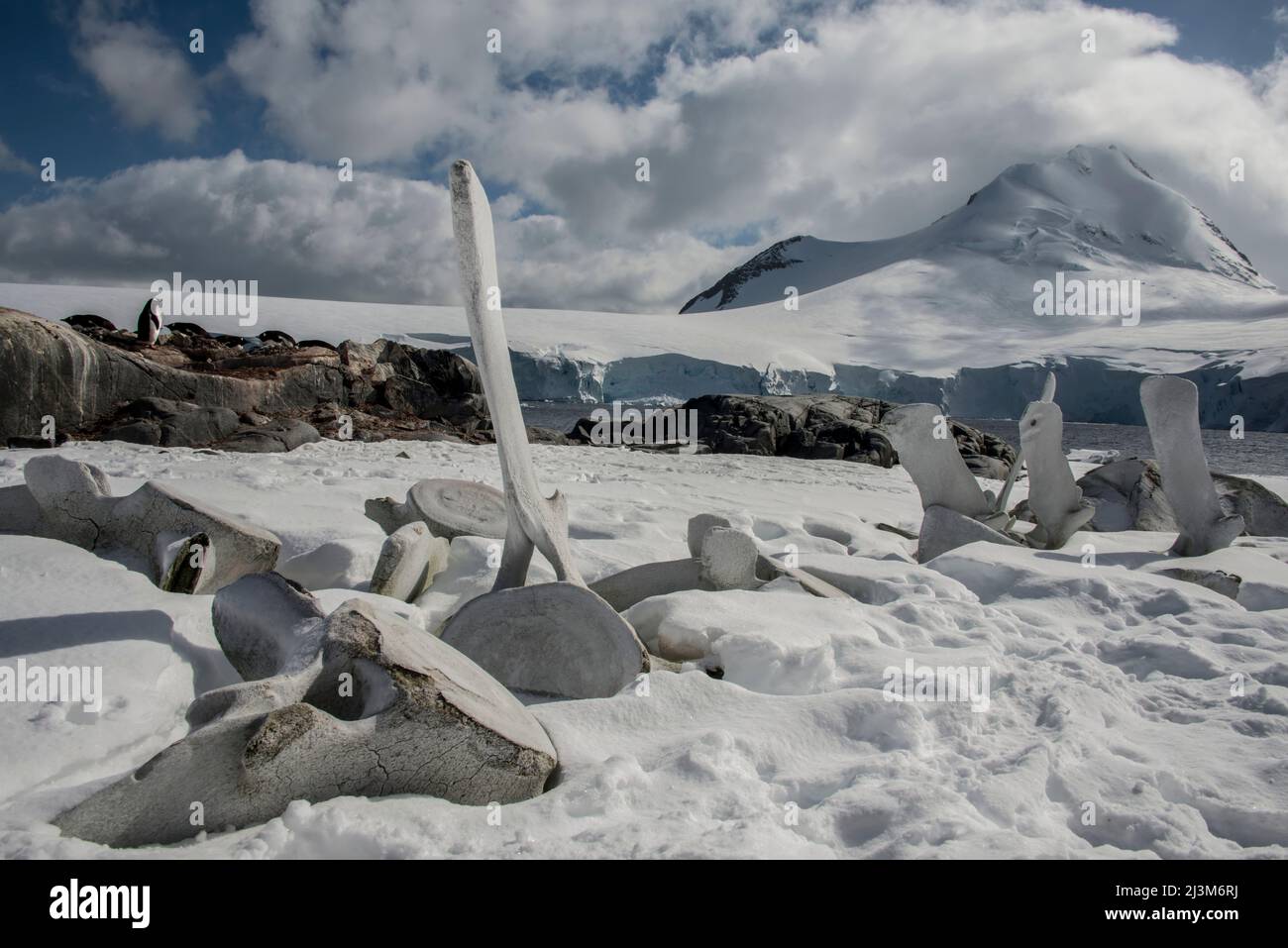 Vecchie ossa di balena lungo la riva di Port Lockroy; Antartide Foto Stock