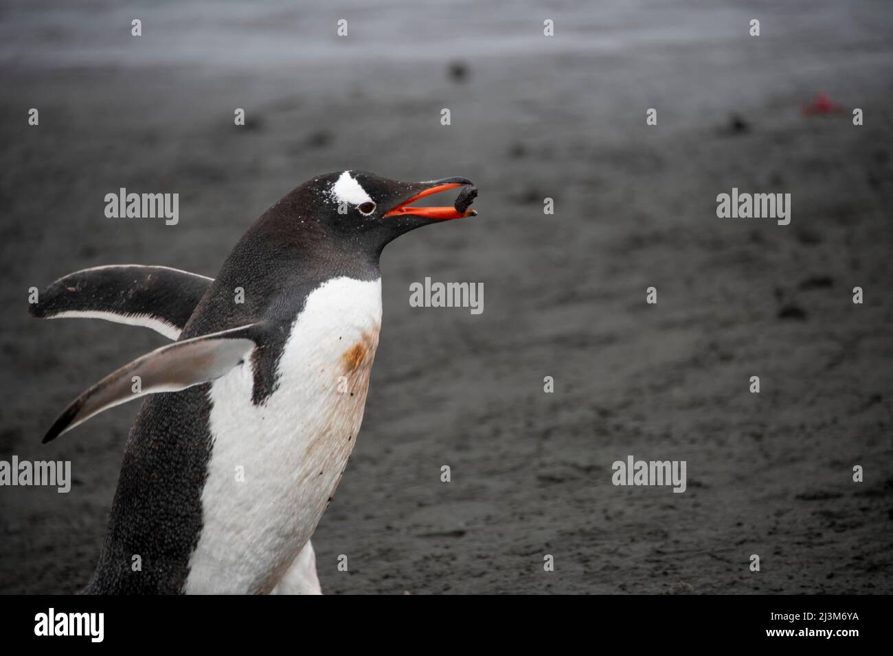 Pinguino Gentoo (Pygoscelis papua) che porta una roccia per il suo nido nelle Isole Shetland meridionali; Antartide Foto Stock