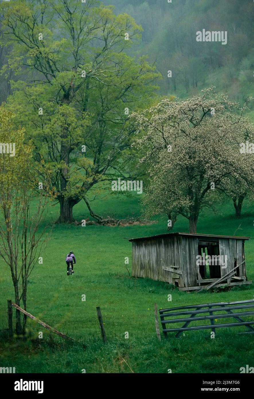 Un ciclista passa accanto a un vecchio fienile e alberi da frutta in una pioggia di primavera.; Pocahantas County, West Virginia. Foto Stock