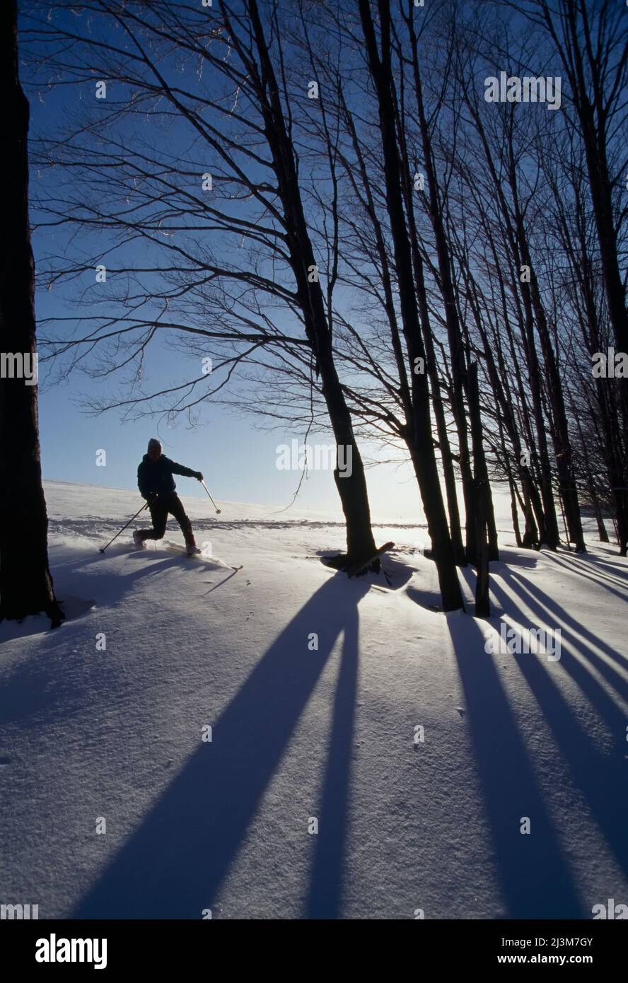 Uno sciatore di fondo cammina attraverso la Canaan Valley; Canaan Valley, West Virginia. Foto Stock