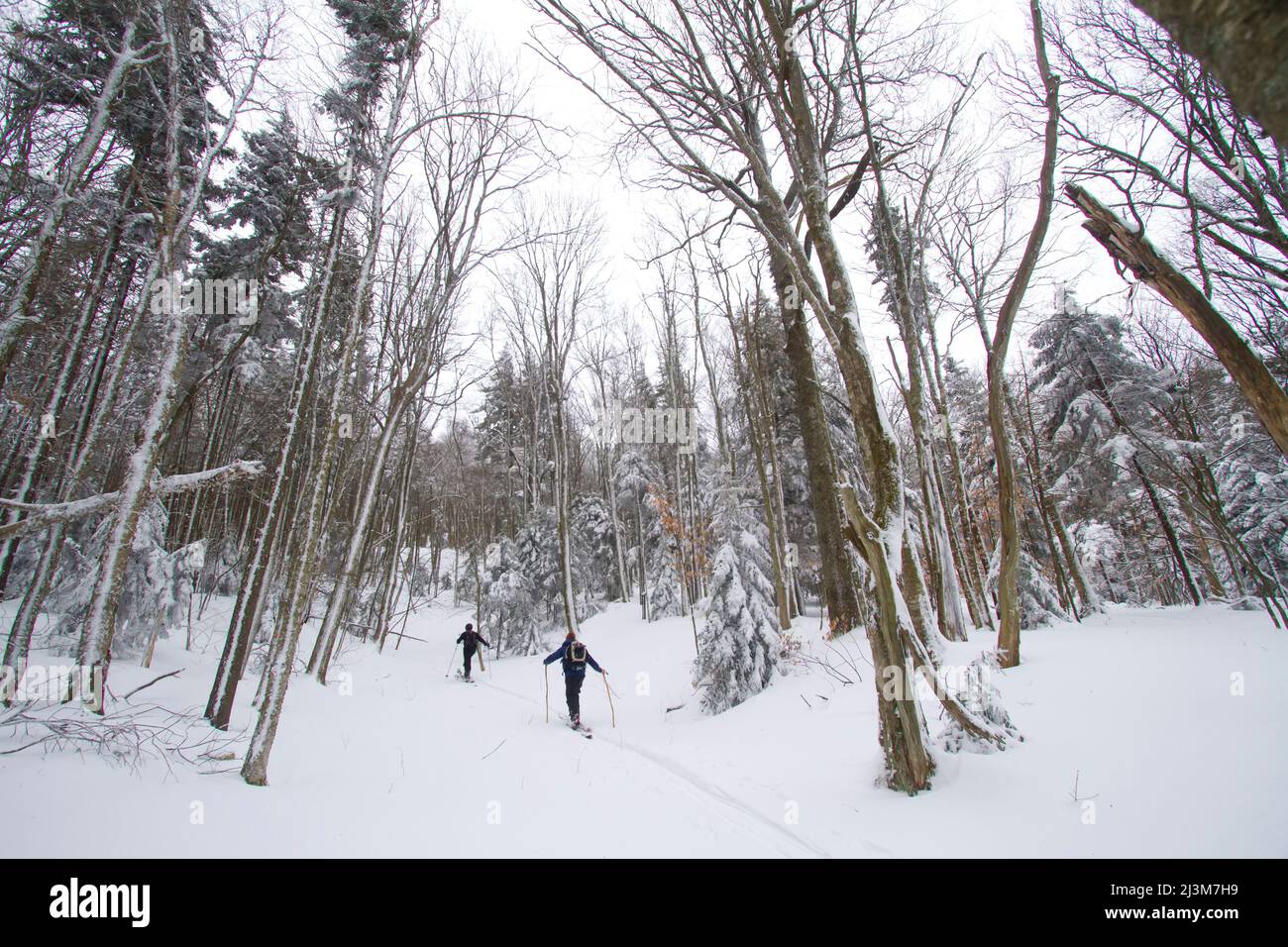 Gli sciatori di telemark del paese posteriore si dirigano in salita nella George Washington National Forest, West Virginia; George Washington National Forest, West Virginia. Foto Stock