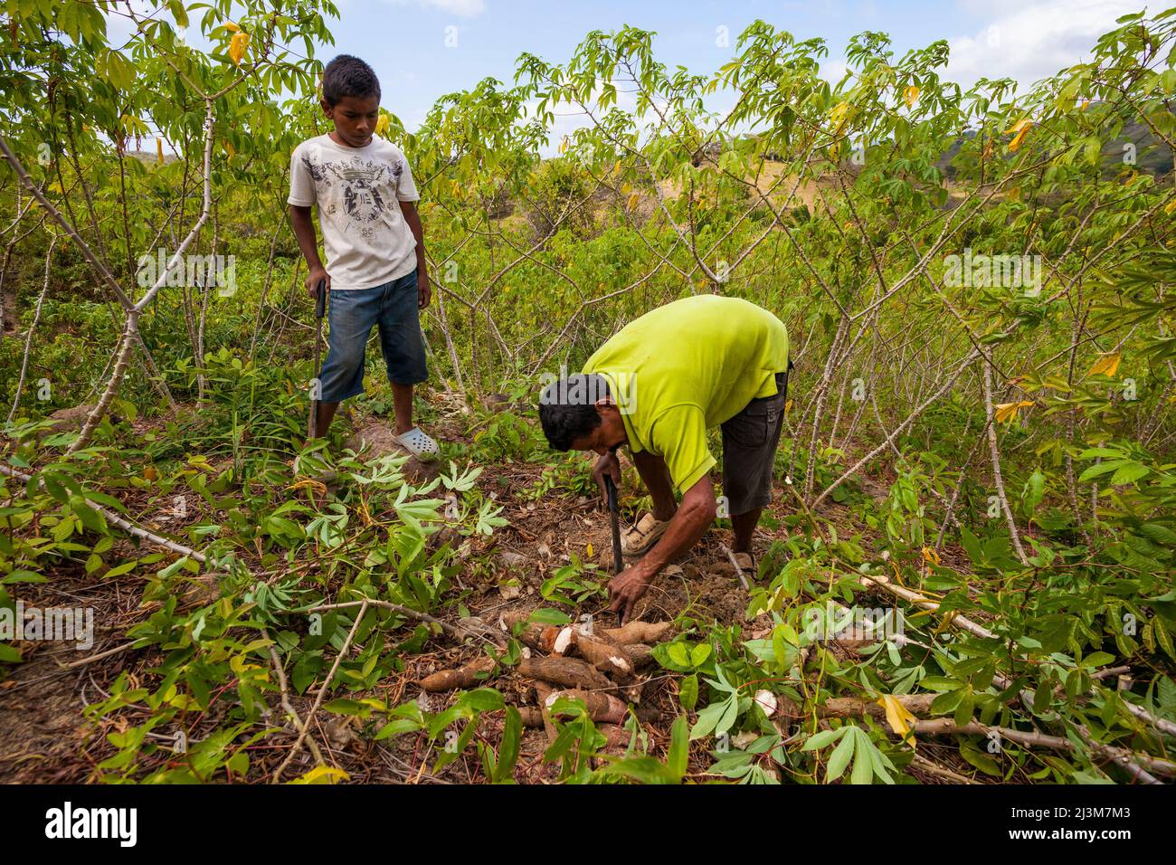 Padre e figlio raccolgono radici di yuca a Las Minas de Tulu nella provincia di Cocle, Repubblica di Panama, America Centrale. Foto Stock