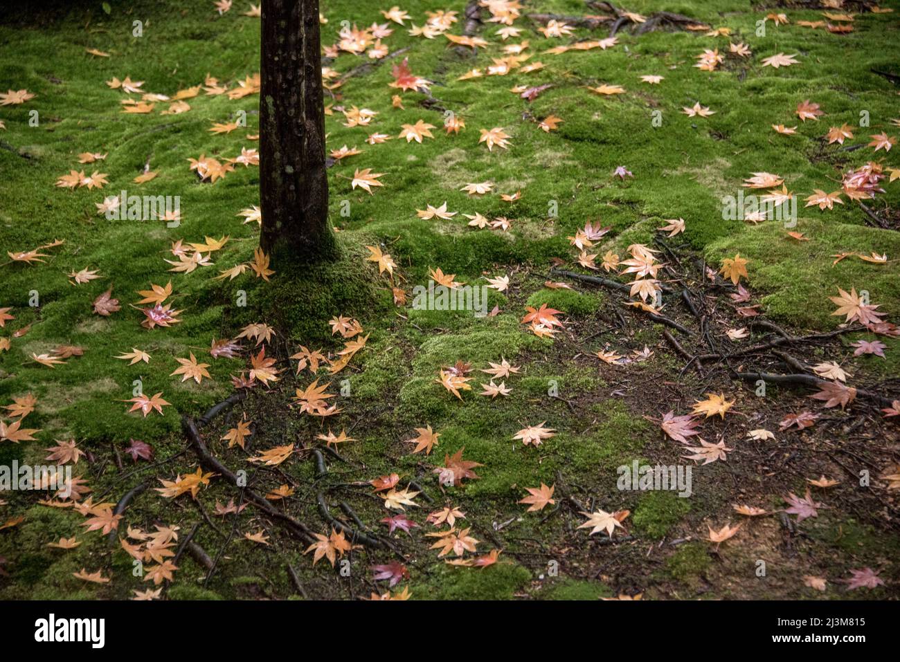 Muschio testurizzato e foglie cadute a terra alla base di un albero al Tempio di Moss di Kyoto o Kokedera. I giardini del Tempio hanno una stima di 120... Foto Stock