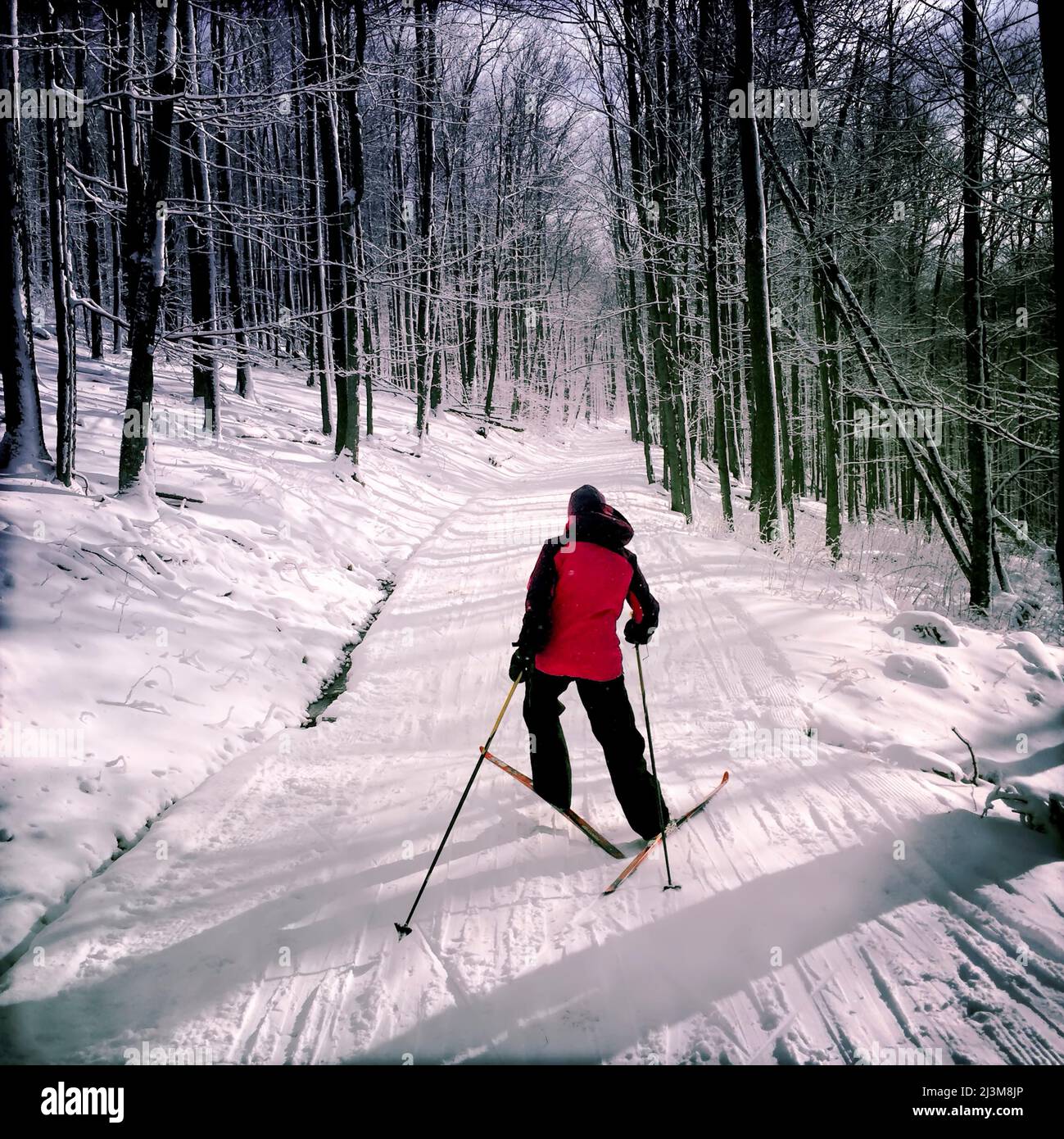 Una donna di sci di fondo in salita presso il Whitegrass Touring Center; Canaan Valley, West Virginia. Foto Stock
