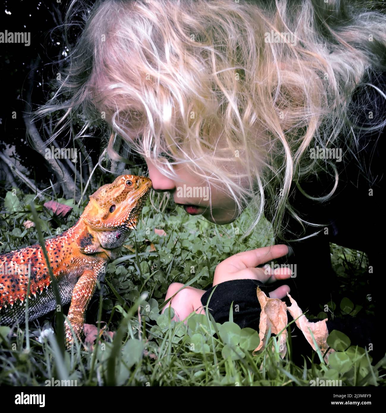 Una ragazza di quattro anni e il suo drago bearded vanno dal naso al naso.; Cabin John, Maryland. Foto Stock