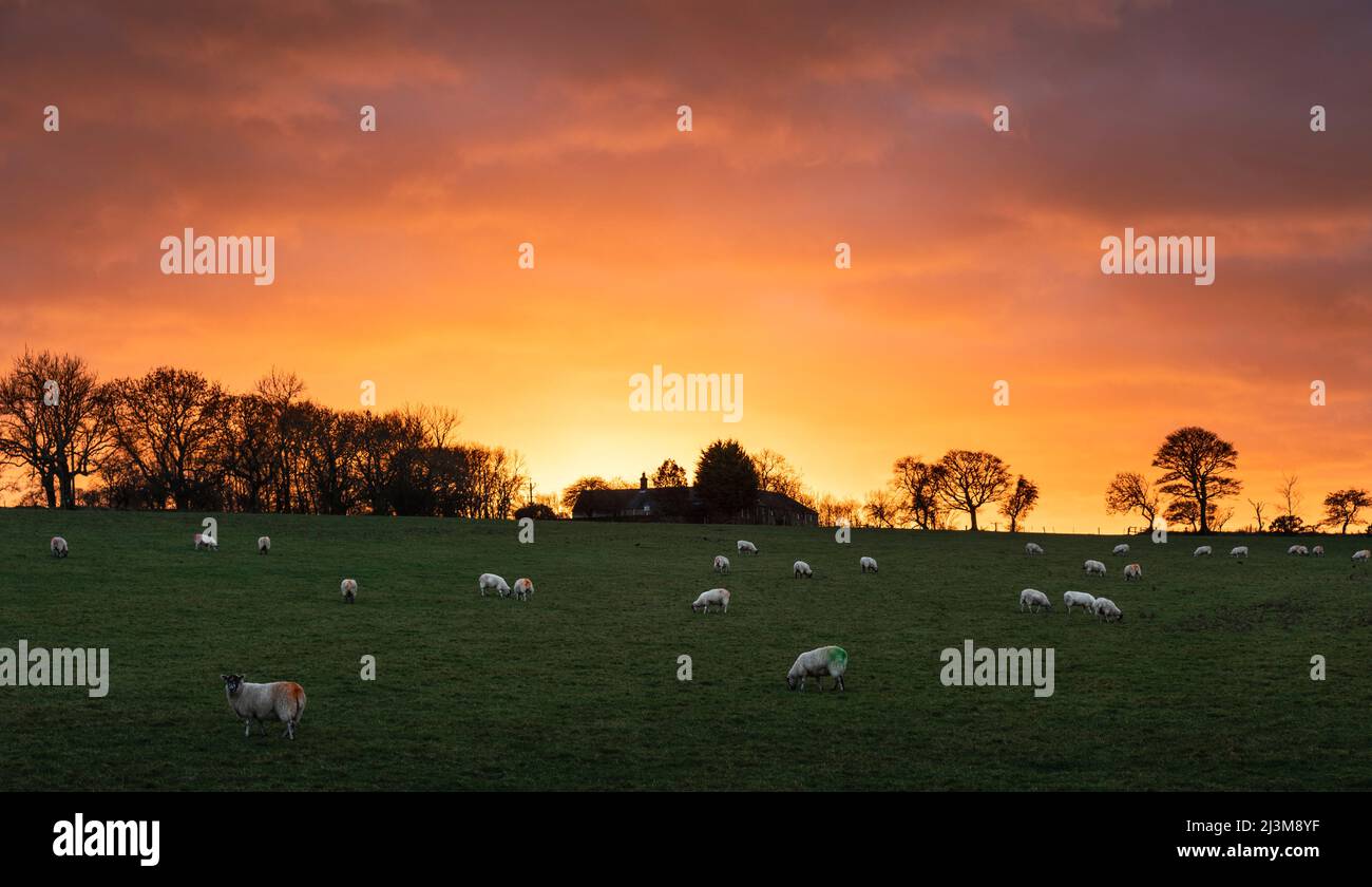 Pecore (Ovis aries) pascolo in un campo come il sole tramonta dietro la fattoria in una bella serata; Northumberland, Inghilterra Foto Stock