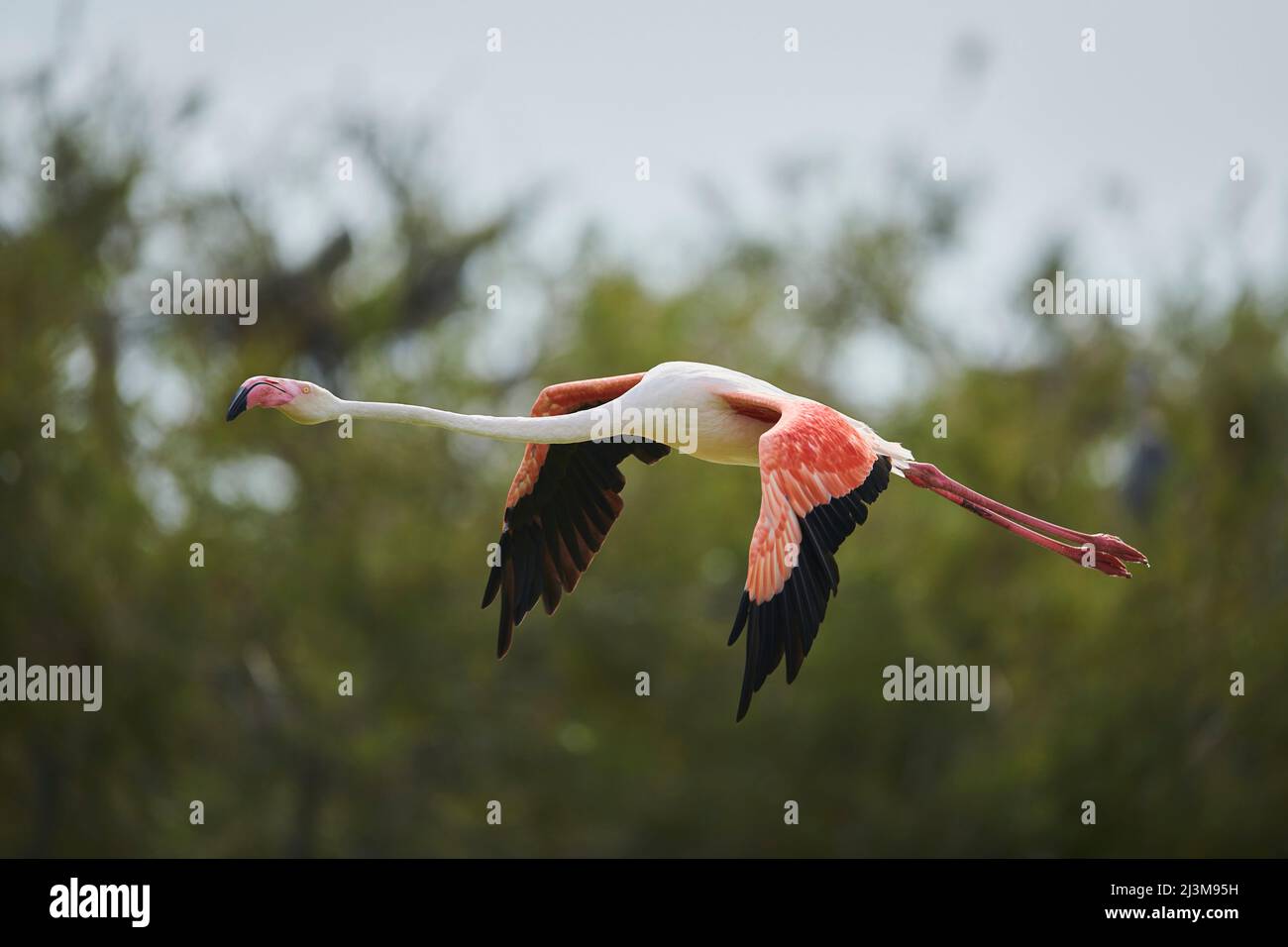 Grande Flamingo (Phoenicopterus roseus) in volo con alberi sullo sfondo, Parc Naturel Regional de Camargue; Camargue, Francia Foto Stock