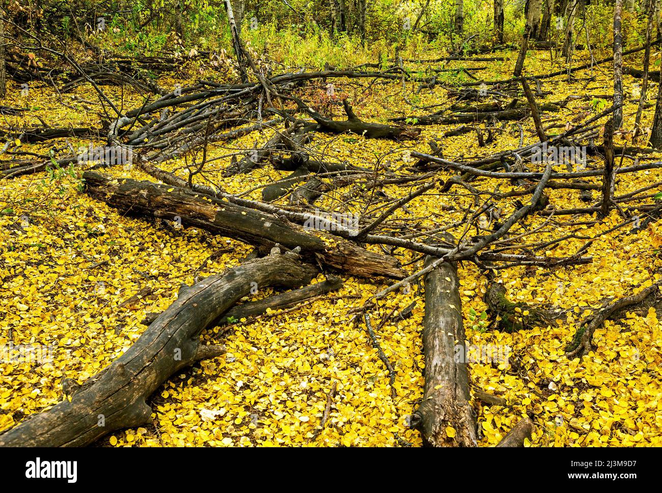 Tronchi di albero bruciati morti e rami sul terreno boschivo coperto di foglie in autunno; Calgary, Alberta, Canada Foto Stock