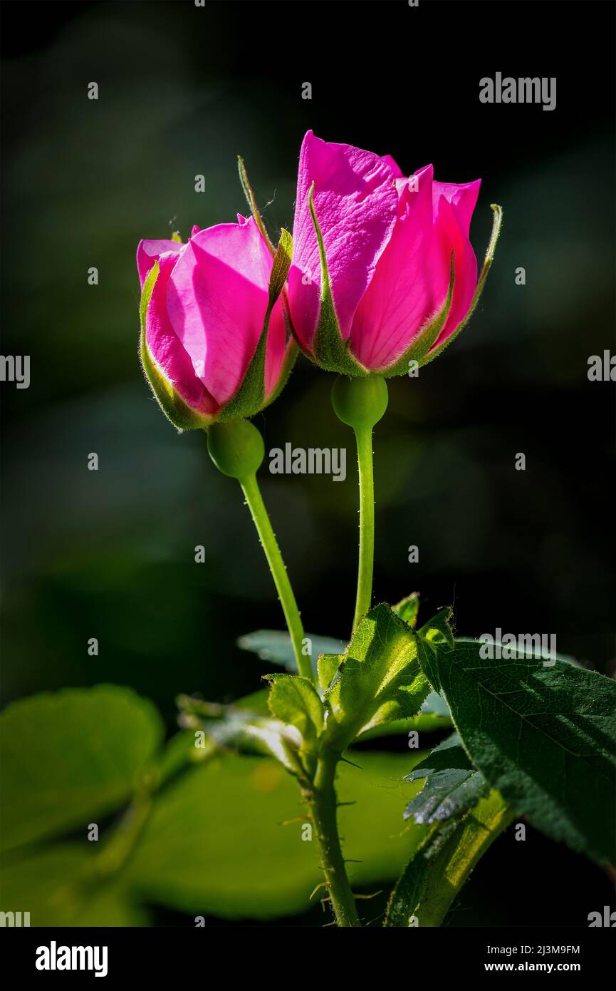 Primo piano delle rose selvatiche (Rosa acicularis) che fioriscono su un cespuglio; Calgary, Alberta, Canada Foto Stock