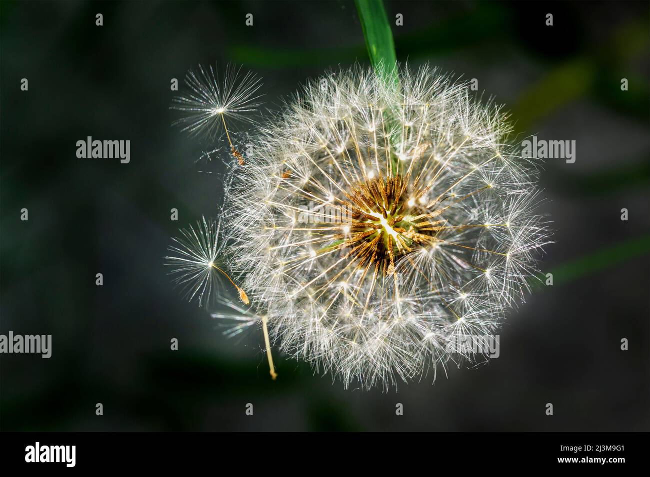 Primo piano di una testa di seme di dente di leone; Calgary, Alberta, Canada Foto Stock