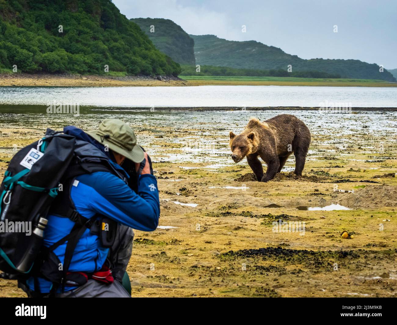 Fotografo e orso bruno costiero (Ursus arctos horribilis) che scava vongole con la bassa marea nel Geographic Harbor, nel Katmai National Park and Preserve Foto Stock