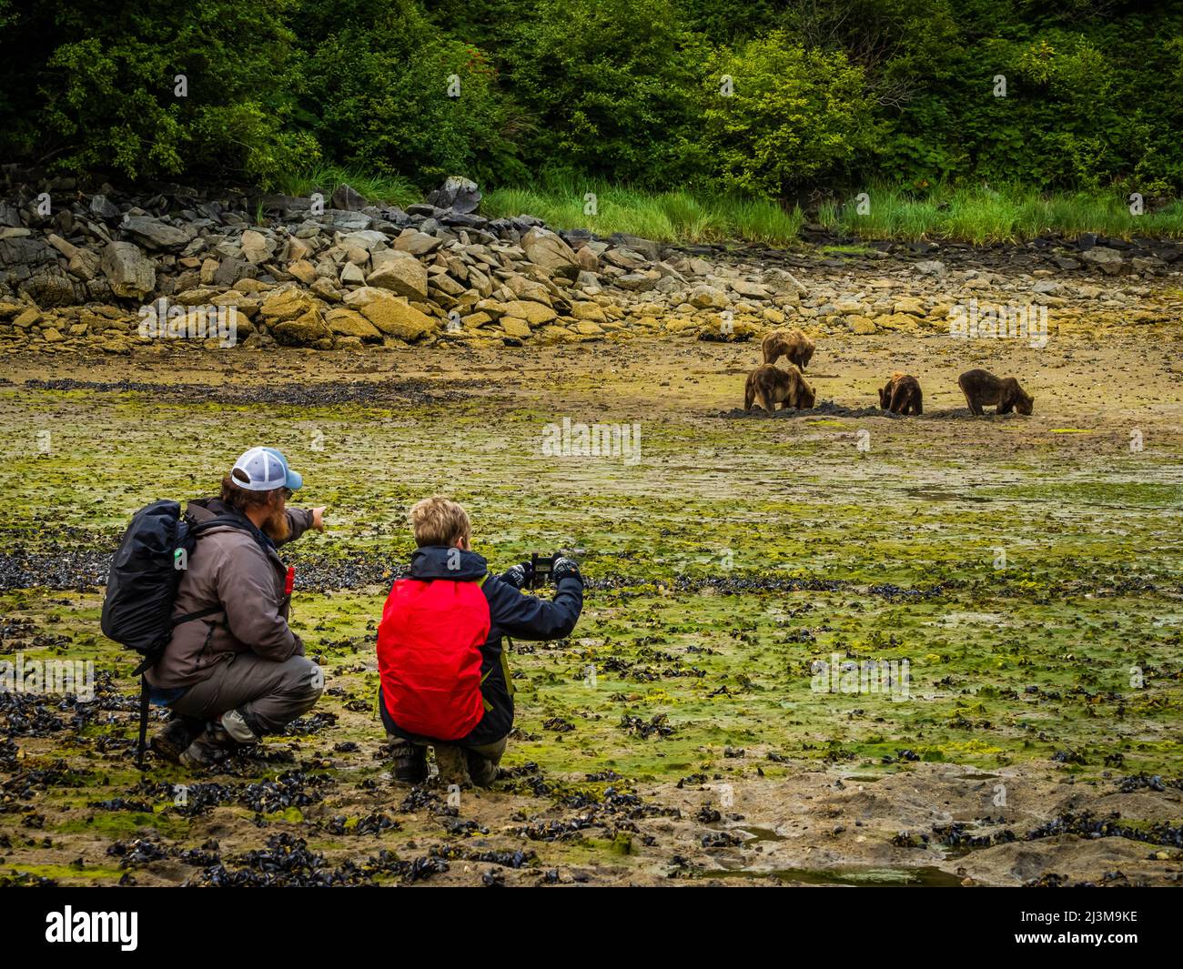 Fotografi con orsi bruni costieri (Ursus arctos horribilis) che pascolano per le vongole durante la bassa marea nel Geographic Harbor, nel Parco Nazionale e riserva di Katmai Foto Stock