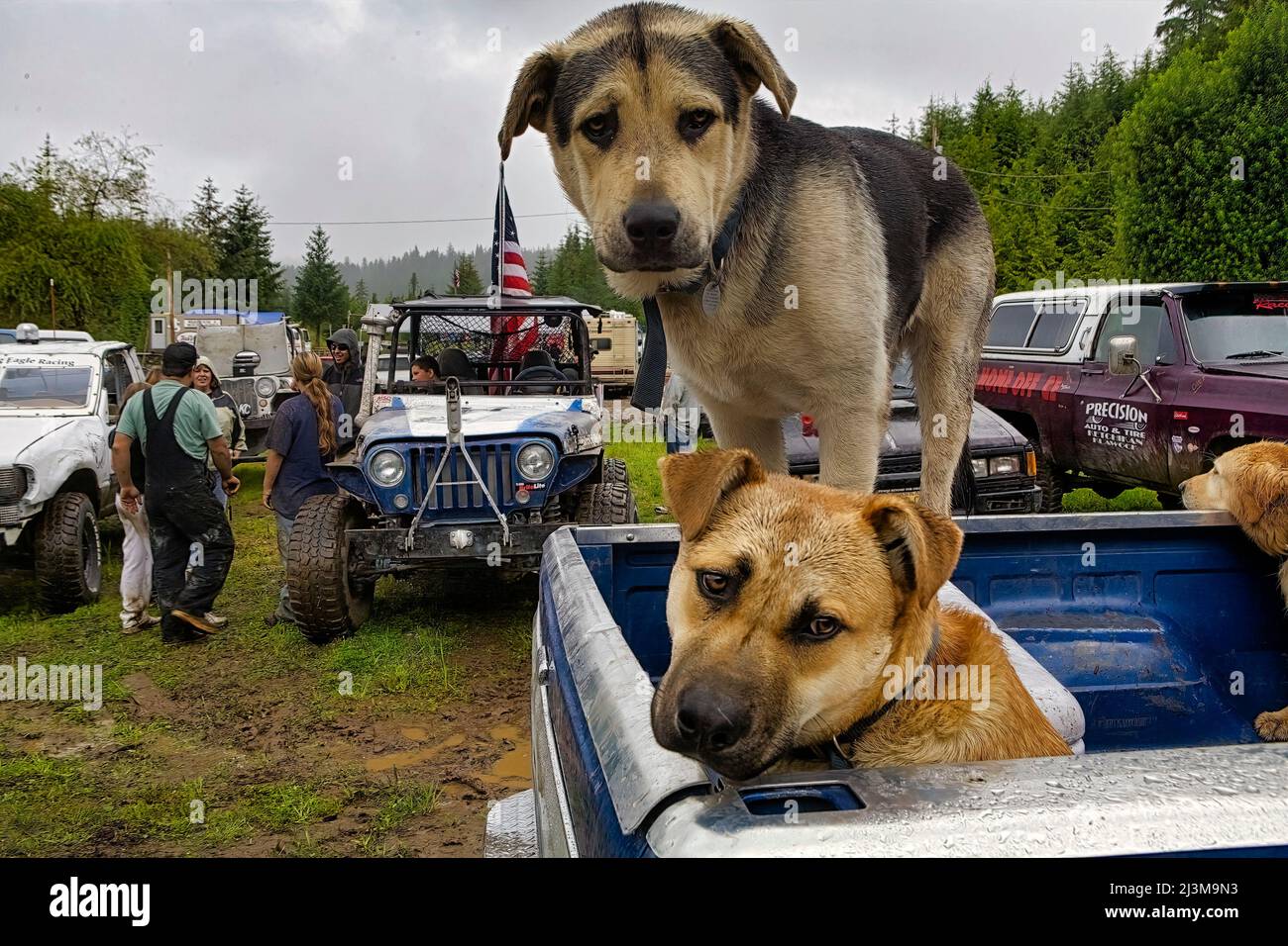 I cani attendono fedelmente sul retro di un pick-up per consentire ai proprietari di tornare da un evento di fango sull'isola Prince of Wales Foto Stock