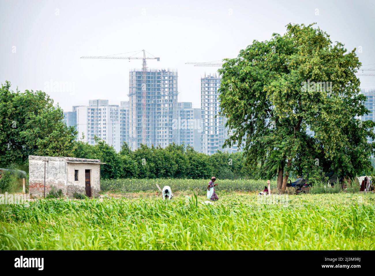 Scene urbane e rurali in contrasto, lavoratori in campagna in primo piano con la costruzione di grattacieli sullo sfondo Foto Stock