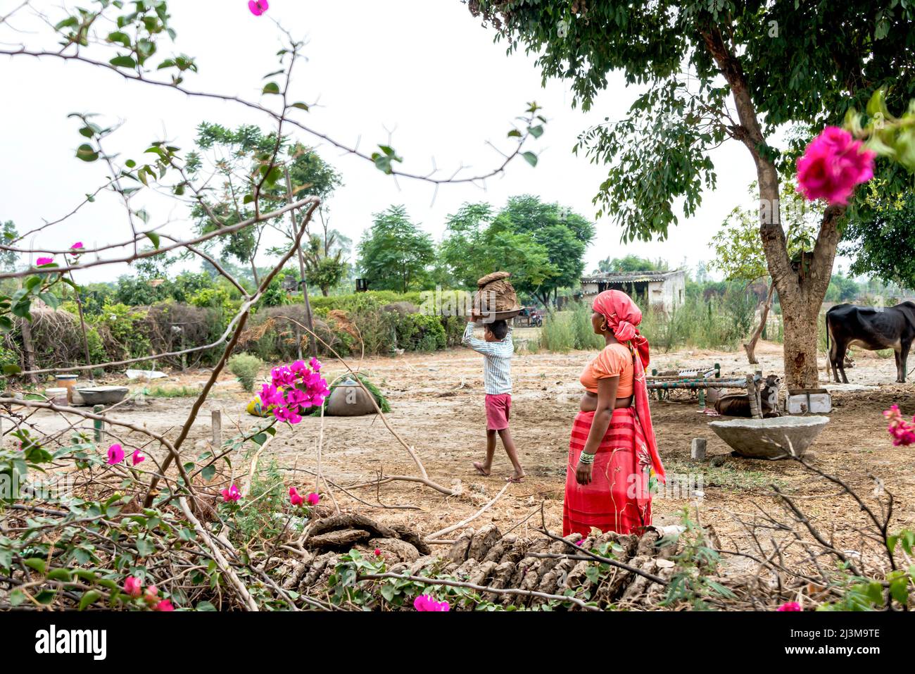 Madre e figlio che lavorano insieme a polpette di sterco essiccate in una fattoria; Nagli Village Noida, Utttar Pradesh, India Foto Stock