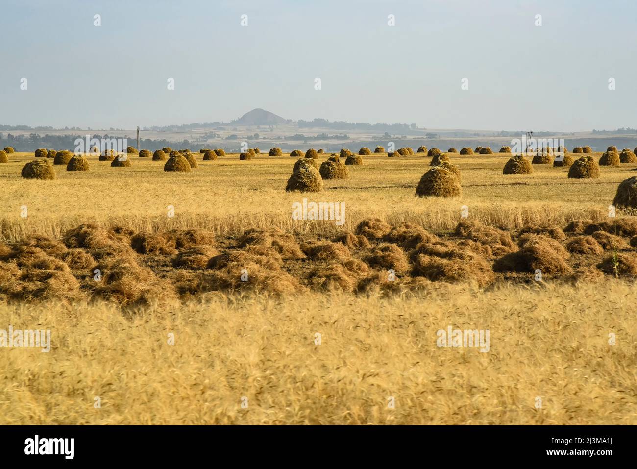 Pile di paglia su vasti terreni agricoli etiopi; Etiopia Foto Stock