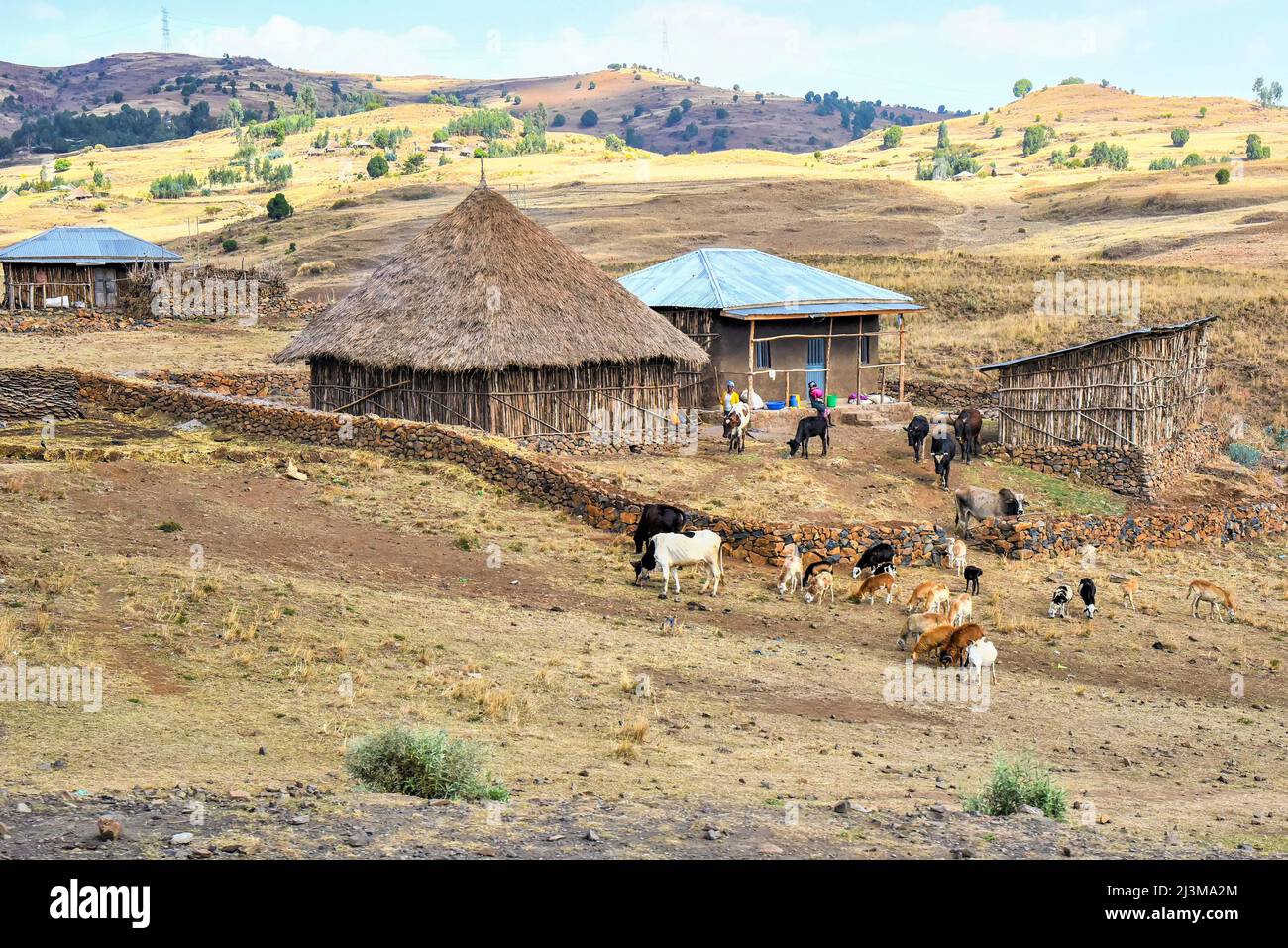 Terreni agricoli e bestiame in Etiopia; Etiopia Foto Stock