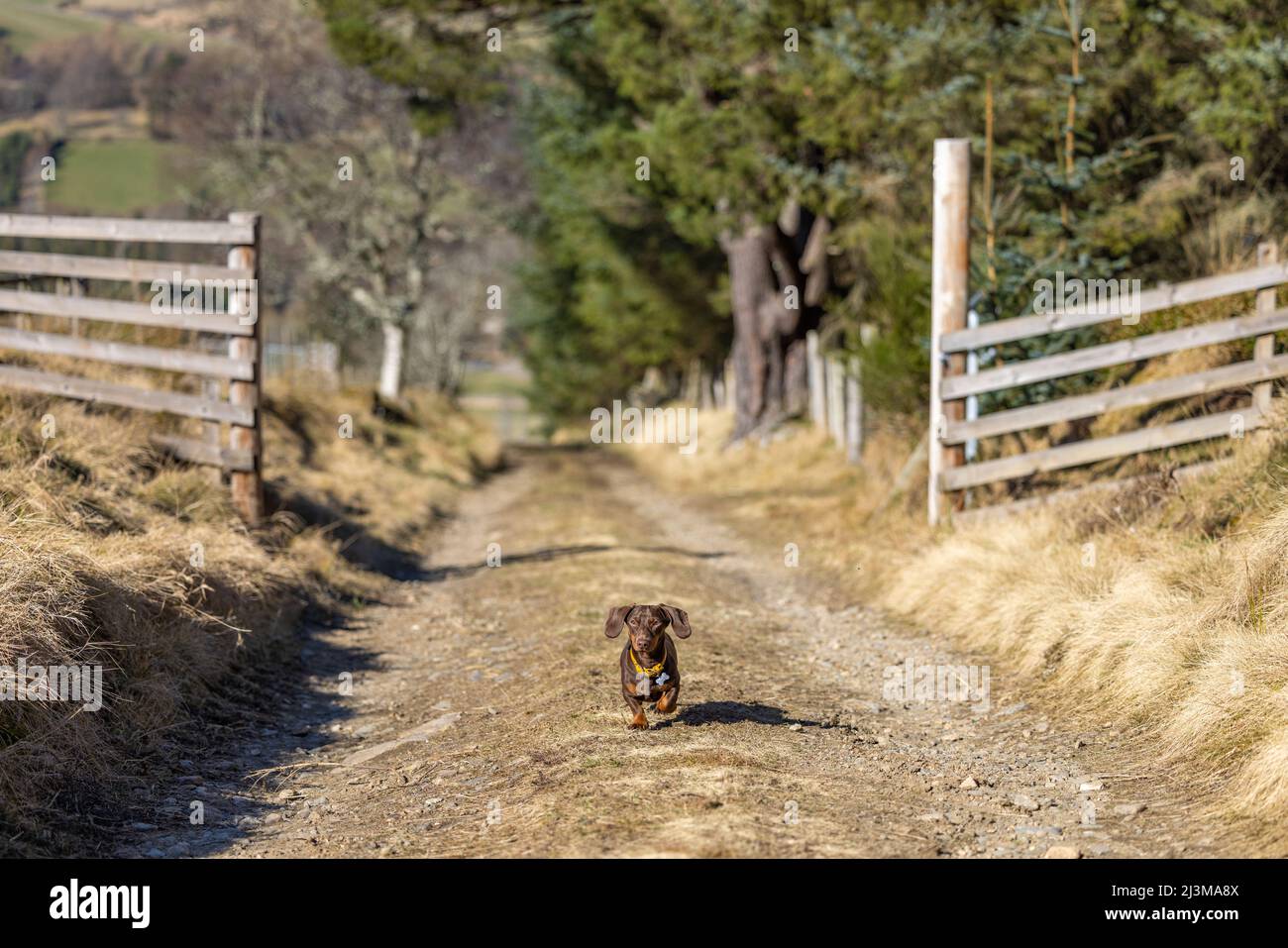 Daschund in miniatura a piedi nel Paese Foto Stock