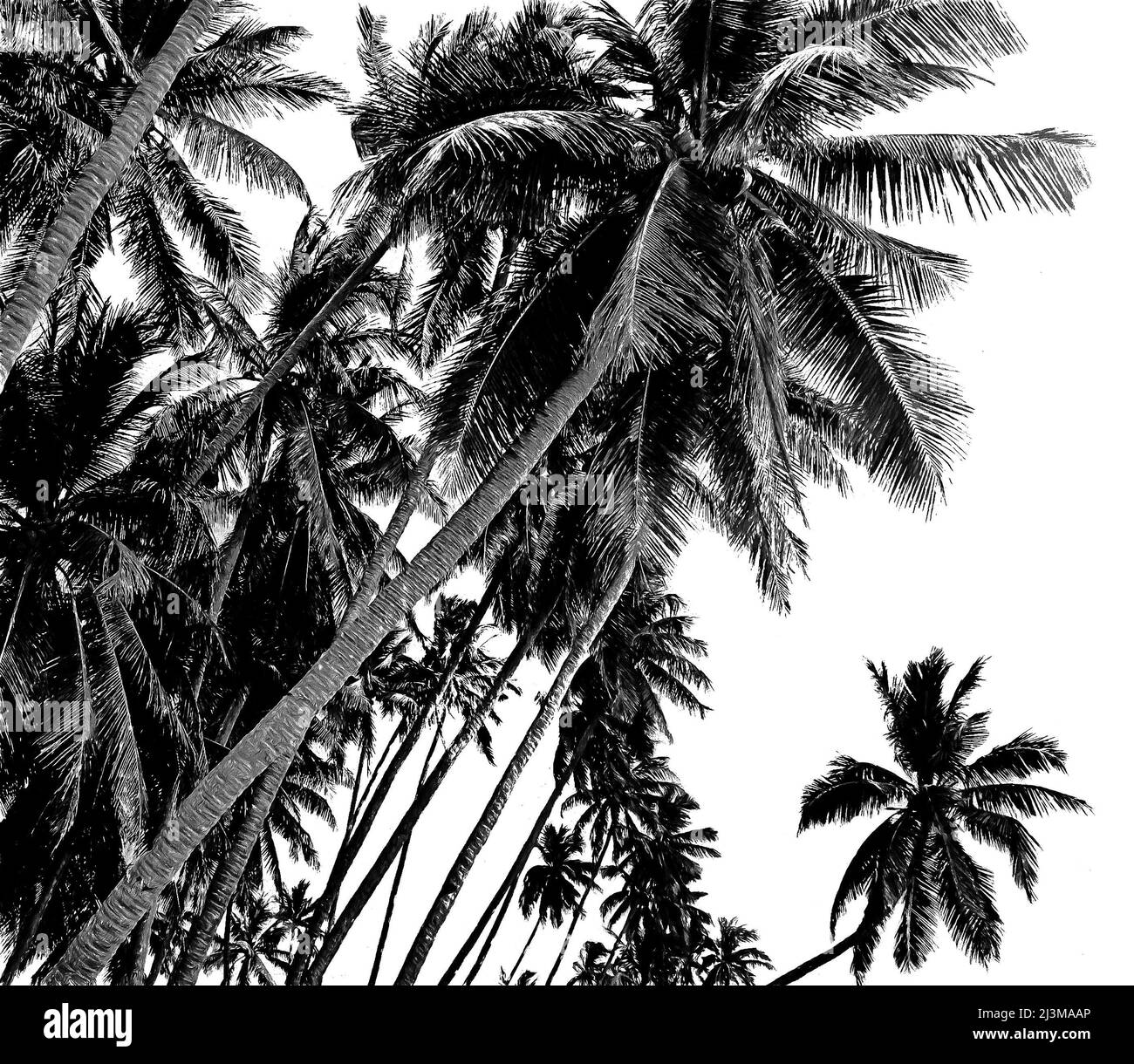 Palme da cocco tropicali isolate su sfondo bianco. Illustrazione in bianco e nero Foto Stock