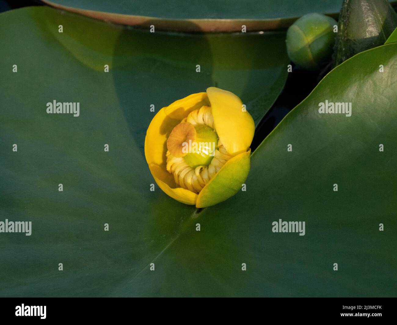 Primo piano di un bel giglio d'acqua giallo con grandi foglie Foto Stock
