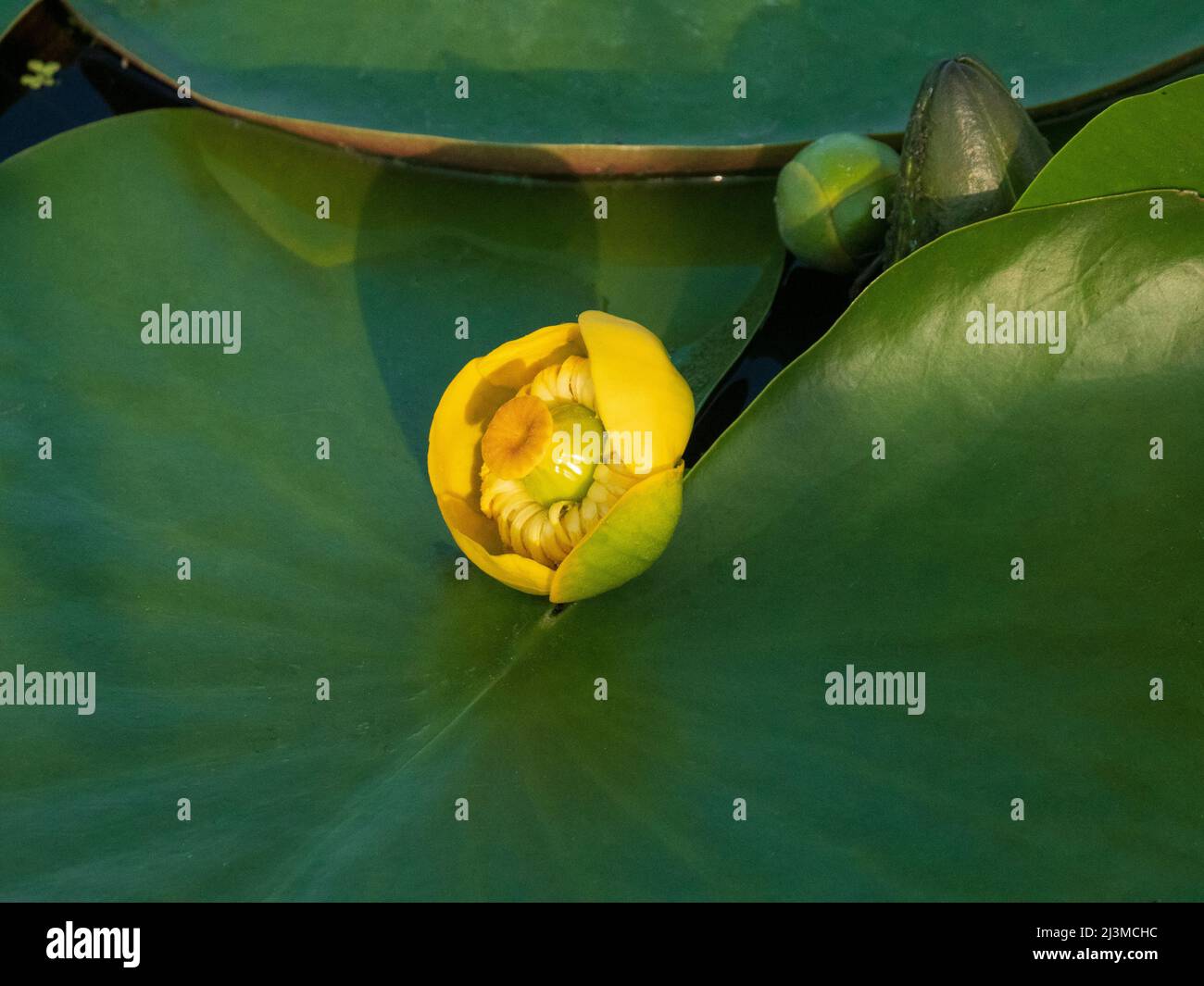 Primo piano di un bel giglio d'acqua giallo con grandi foglie Foto Stock