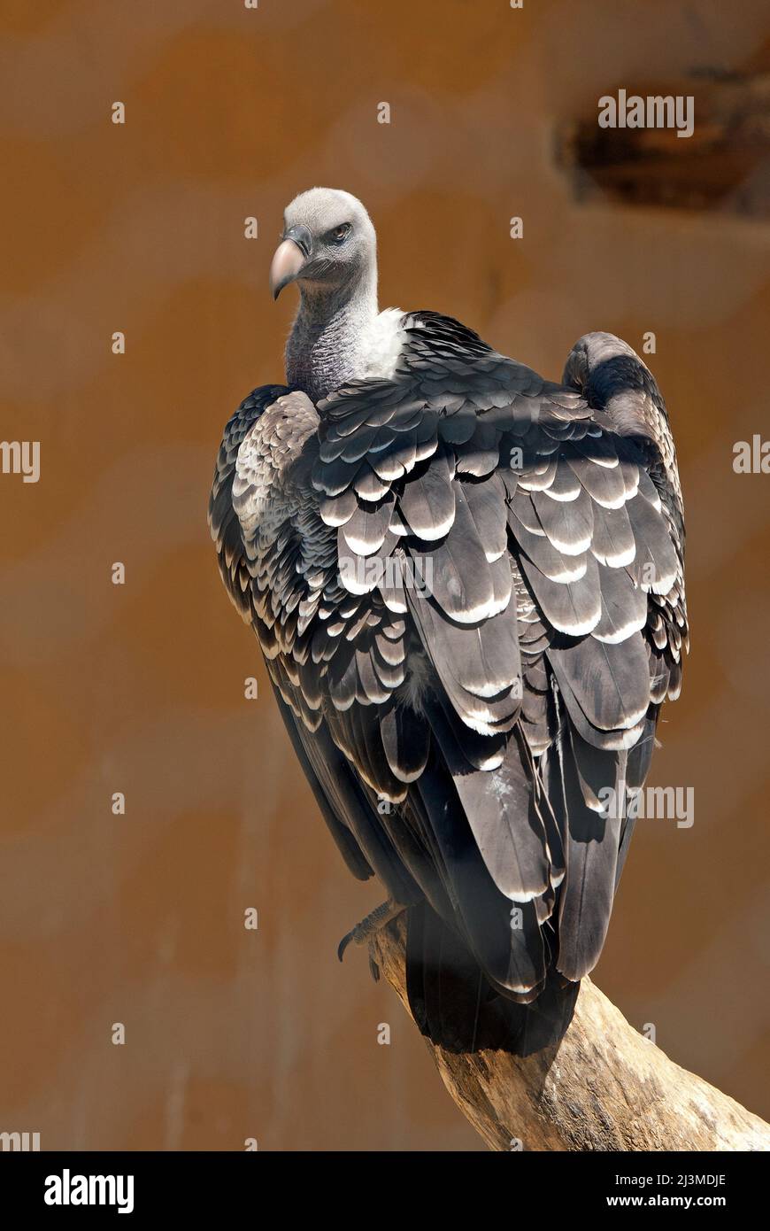 Rüppell's vulture (Gyps rueppellii), il Bioparco di Roma, lazio, Italy Foto Stock