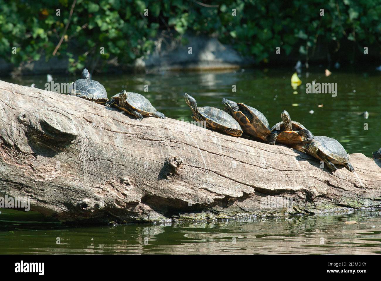 Tartarughe rosse (chrysemys scripta) che si crogiolano al sole su un ceppo, Bioparco, Roma, Lazio, Italia Foto Stock